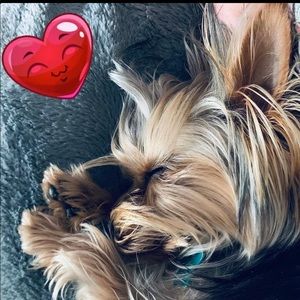 Meet your Posher, Daisy